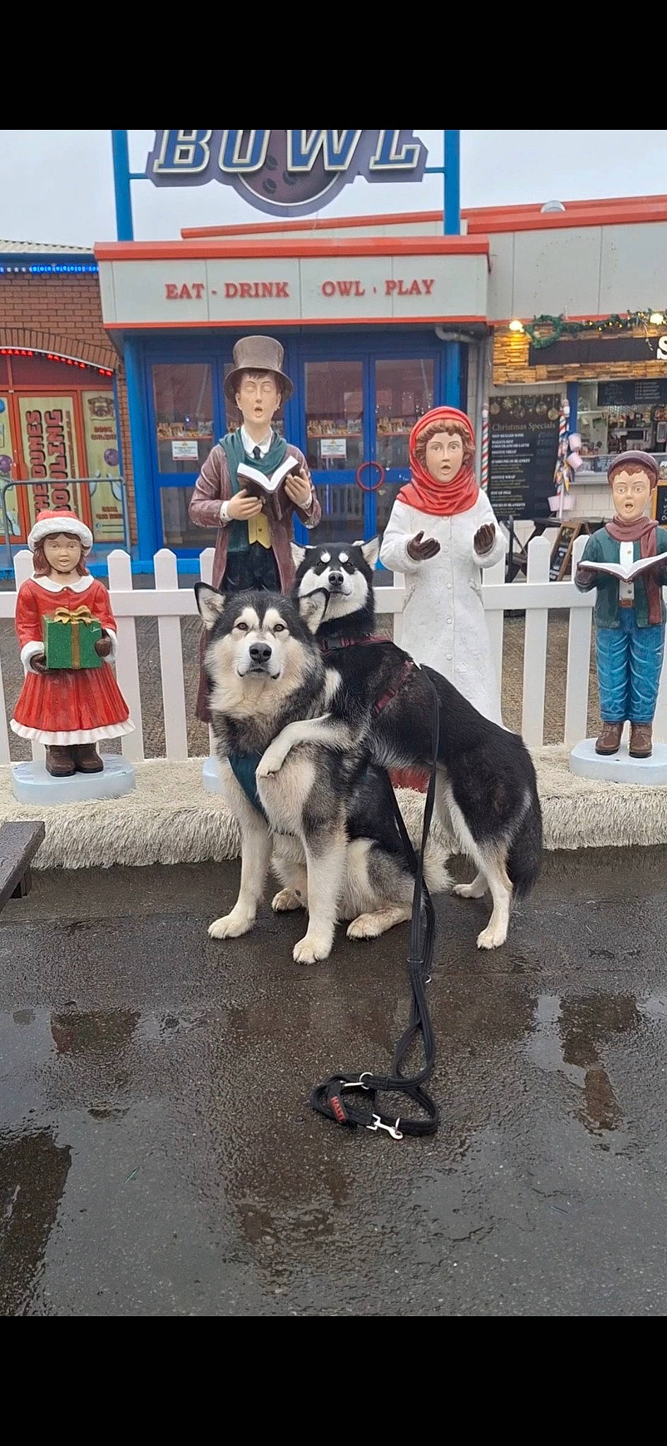 Dexter And Sasha The Rescue Mals joined the competition — help win amazing prizes! carnivore, city, companion_dog, costume, dog, dog_breed, event, fashion_accessory, fun, fur, hat, leash, leisure, pedestrian, public_event, recreation, road, sled_dog, snout, street