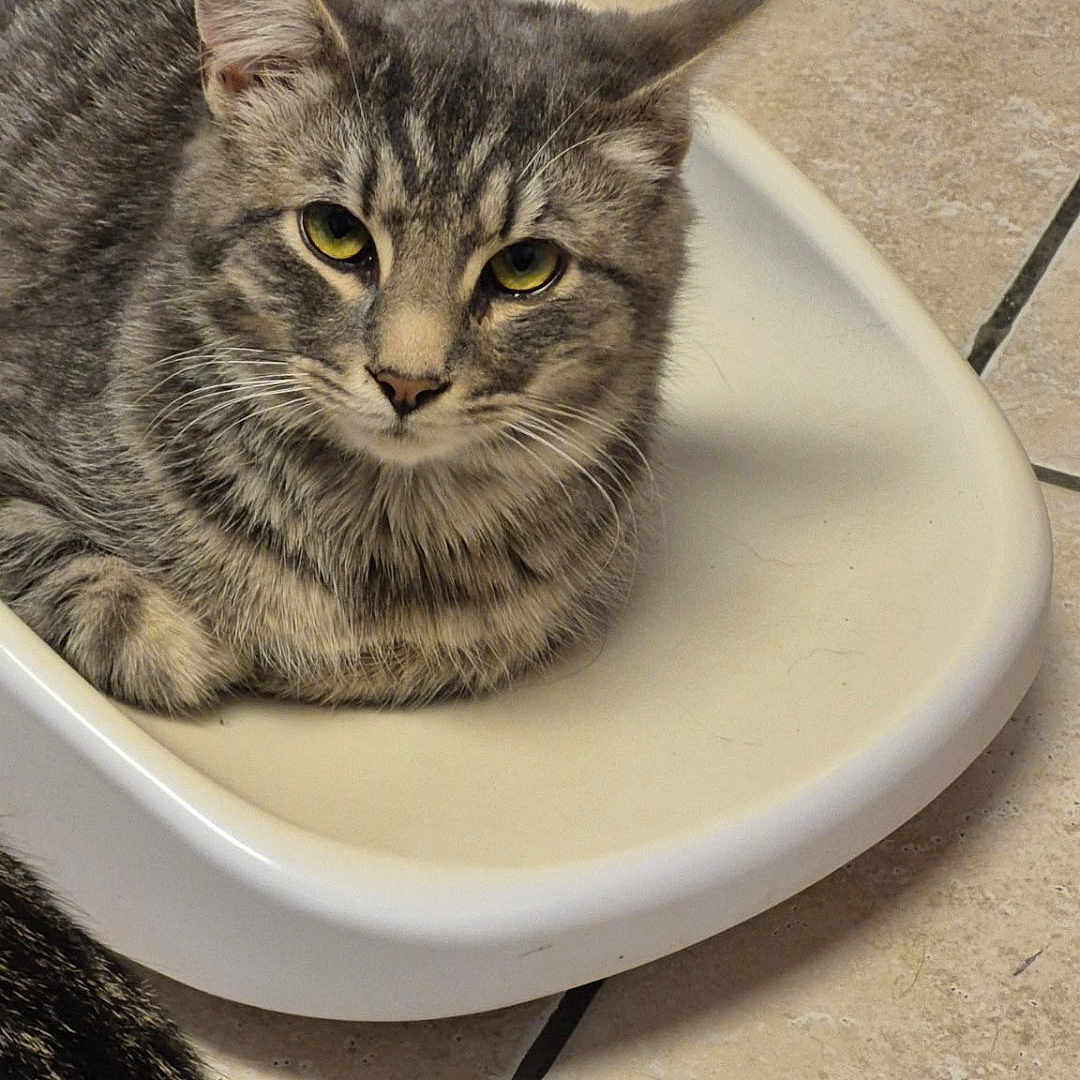 Rocky joined the competition — help win amazing prizes! animal, calm, cat, close_up, companion_animal, cute, domestic_cat, ears, feline, floor, fur, indoor, looking_at_camera, pet, resting, tabby_cat, tile_floor, tray, whiskers, yellow_eyes
