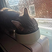 Rocky joined the competition — help win amazing prizes! animal, bowl, cat, closeup, cozy, daylight, domestic, eating, feline, fur, home, indoor, mammal, pet, quiet, radiator, resting, sunlight, whiskers, window