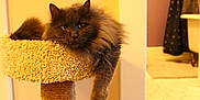 Cinder joined the competition — help win amazing prizes! cat, fluffy, gray, pet, feline, indoor, cat_perch, relaxed, paw, fur, animal, cozy, comfort, home, carpet, bathroom, curtain, wall, floor, portrait