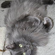 Cinder joined the competition — help win amazing prizes! cat, grey_cat, fluffy, pet, indoor, carpet, lying_down, green_eyes, furry, whiskers, cute, domestic_animal, relaxed, soft_fur, looking_up, animal, mammal, playful, cozy, feline