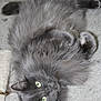 cat, grey_cat, fluffy, pet, indoor, carpet, lying_down, green_eyes, furry, whiskers, cute, domestic_animal, relaxed, soft_fur, looking_up, animal, mammal, playful, cozy, feline