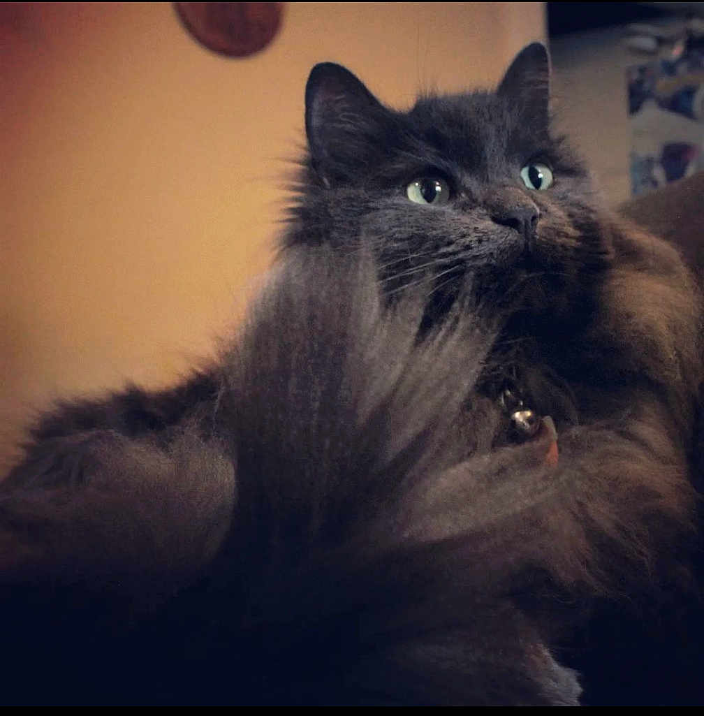 Cinder joined the competition — help win amazing prizes! cat, fluffy, gray, pet, indoor, tail, fur, closeup, animal, feline, whiskers, eyes, collar, domestic, cute, portrait, soft_light, background, relaxed, house