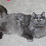 Cinder is registered to the contest to win money with this photo: cat, gray_cat, fluffy, long_hair, pet, animal, indoor, carpet, feline, whiskers, tail, relaxed, lying_down, cute, yellow_eyes, mammal, domestic_cat, looking_up, four_legs, fur