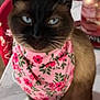 bandana, bottle, cat, cute, decor, ears, eyes, face, floral_pattern, furniture, indoor, kitchen, marble, pet, pink, red, siamese_cat, table, whiskers, white_paws