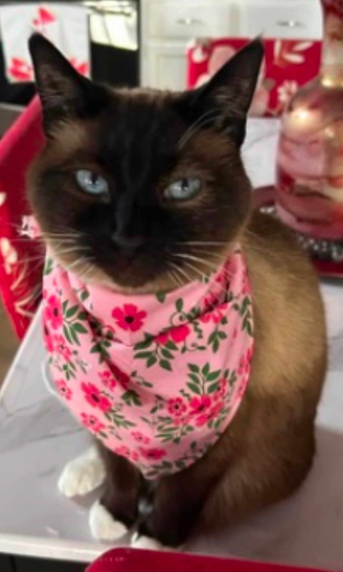 Bella