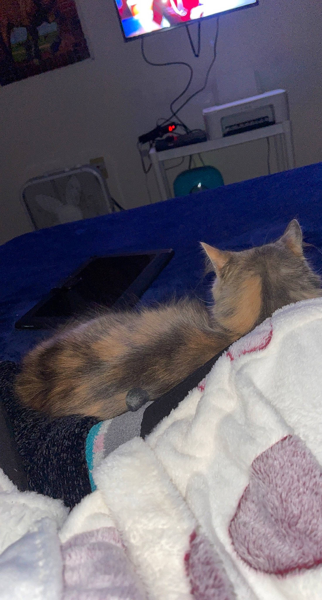 Stormy joined the competition — help win amazing prizes! canidae, carnivore, cat, comfort, companion_dog, couch, dog_breed, domestic_short_haired_cat, fawn, felidae, flooring, grey, home_appliance, lap, linens, room, small_to_medium_sized_cats, snout, tail, whiskers