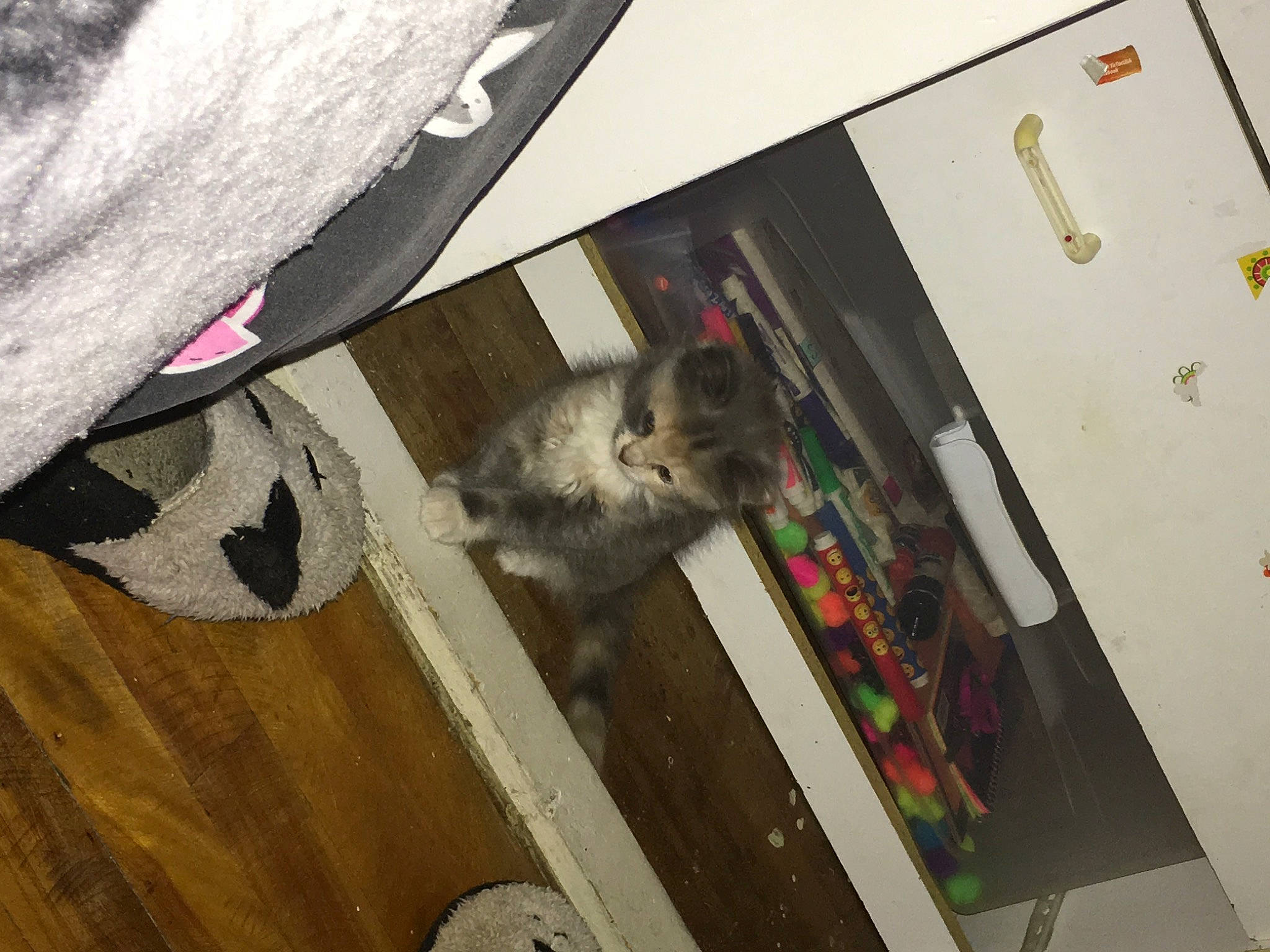 Stormy joined the competition — help win amazing prizes! canidae, fawn, felidae, floor, flooring, fur, hardwood, machine, marsupial, rodent, room, small_to_medium_sized_cats, tail, visual_arts, whiskers, wood