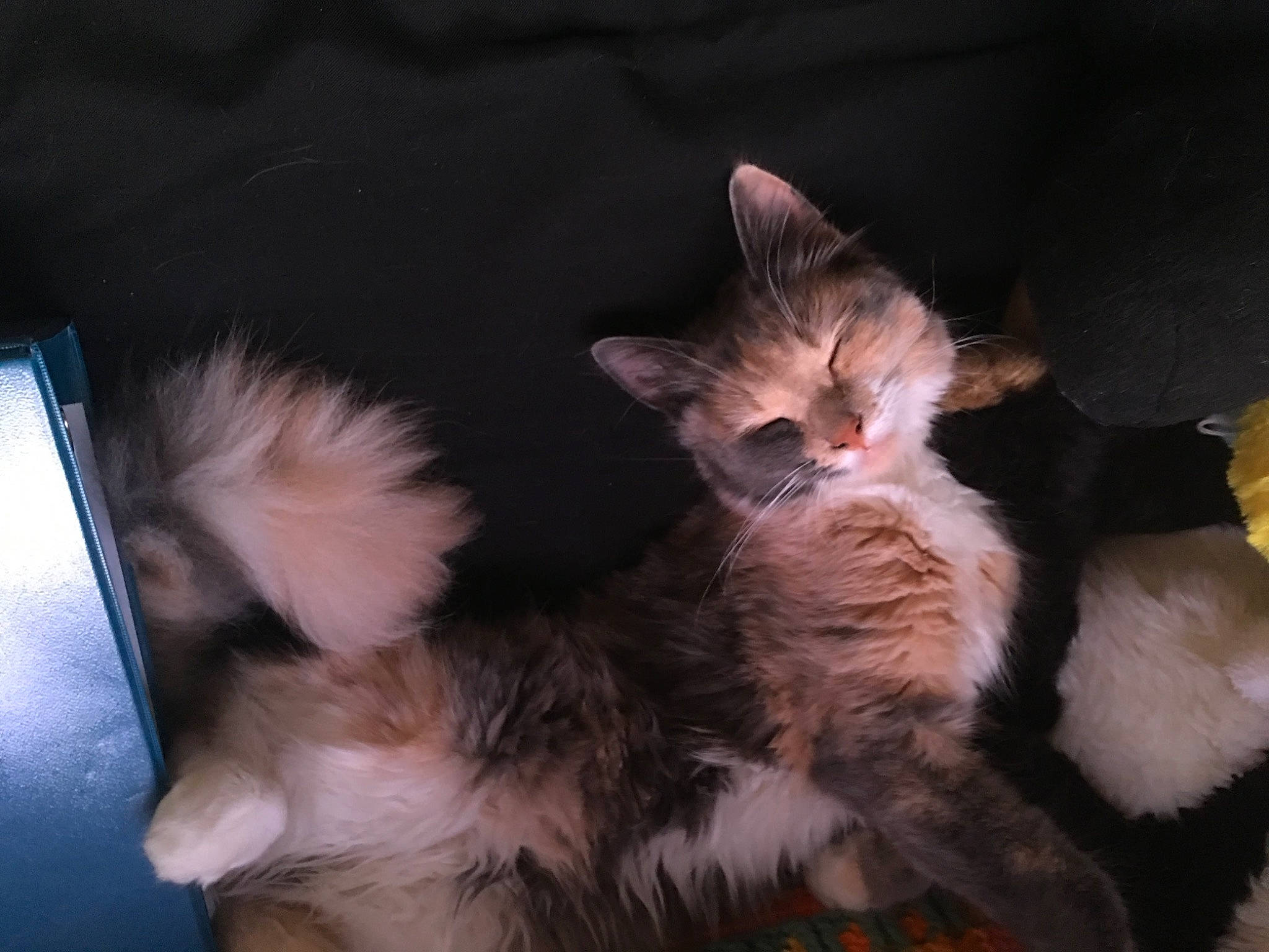 Stormy is registered to the contest to win money with this photo: carnivore, cat, claw, comfort, domestic_short_haired_cat, fawn, felidae, foot, fur, lap, maine_coon, paw, small_to_medium_sized_cats, snout, tail, terrestrial_animal, whiskers