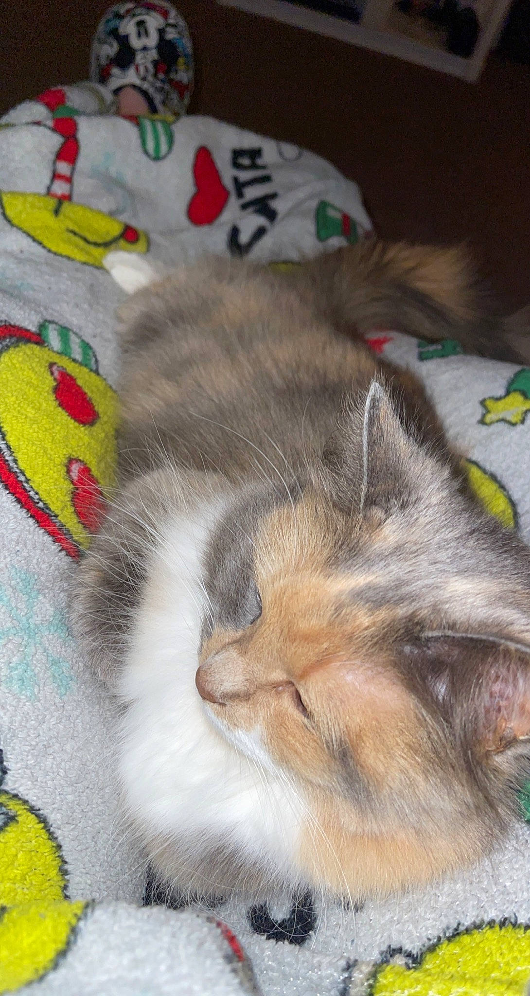 Stormy is registered to the contest to win money with this photo: carnivore, cat, claw, comfort, domestic_short_haired_cat, felidae, fur, linens, nap, paw, sleep, small_to_medium_sized_cats, tail, textile, whiskers