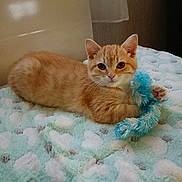 Rosséta participe au concours pour gagner de l'argent avec cette photo : animal, blanket, blue_toy, cat, closeup, curious, cute, feline, fur, heart_pattern, indoor, kitten, orange_tabby, paw, pet, relaxed, resting, soft_blanket, toy, young_cat