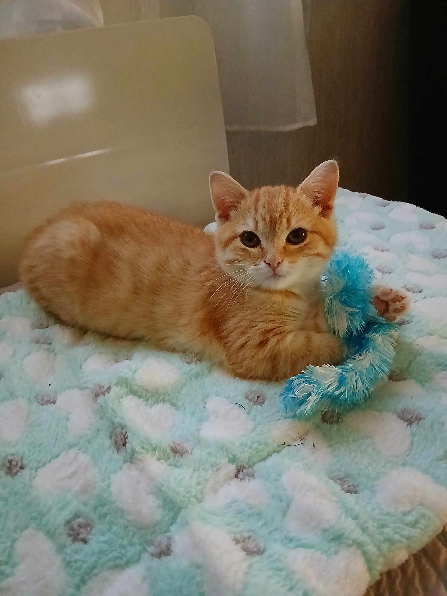 Rosséta participe au concours pour gagner de l'argent avec cette photo : animal, blanket, blue_toy, cat, closeup, curious, cute, feline, fur, heart_pattern, indoor, kitten, orange_tabby, paw, pet, relaxed, resting, soft_blanket, toy, young_cat