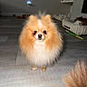 dog, pomeranian, fluffy, orange_fur, small_dog, pet, portrait, sitting, indoors, living_room, floor, dog_bed, toy, green_toy, white_chest, pointed_ears, dark_eyes, nose, fur, home