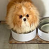 Archibald Arf joined the competition — help win amazing prizes! dog, puppy, pomeranian, fluffy, wet_fur, orange_fur, white_fur, small_dog, long_hair, face, eyes, nose, sitting, pet_bowl, water_bowl, paw_print_mat, indoor, bathroom, floor, portrait