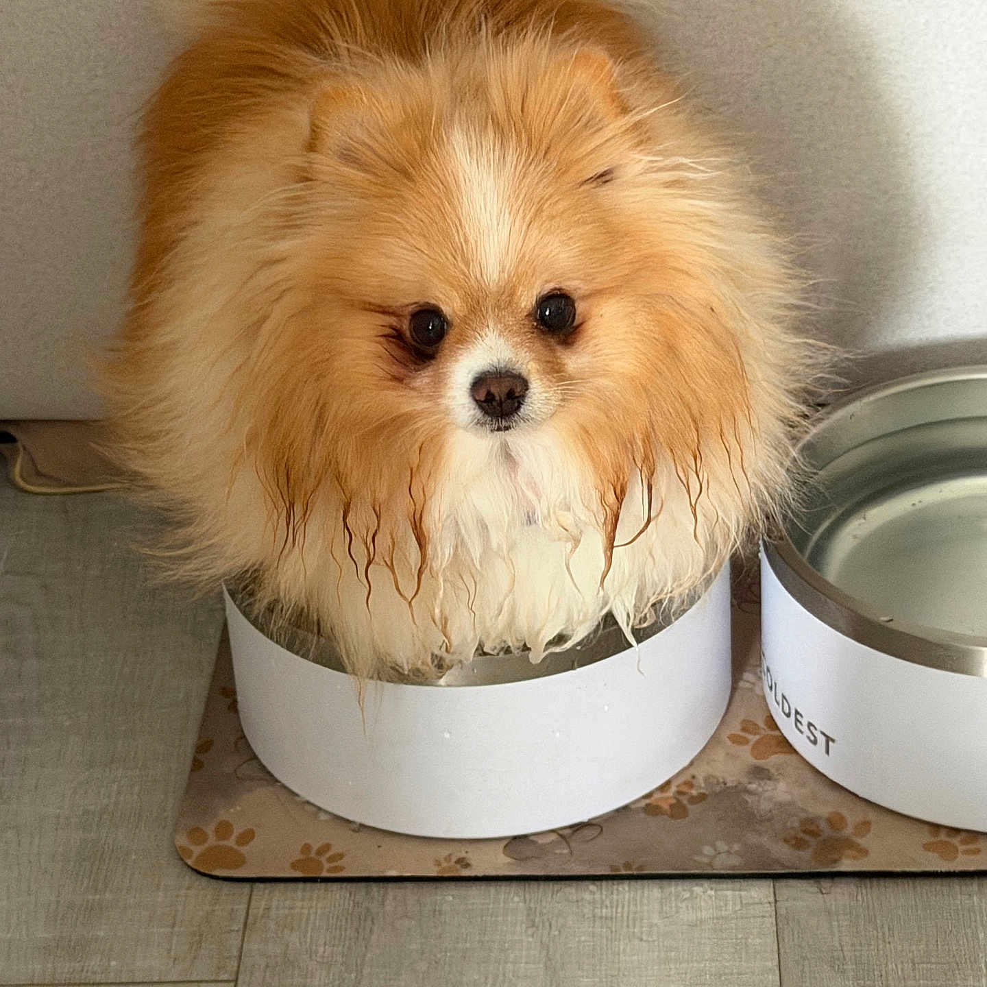 Archibald Arf