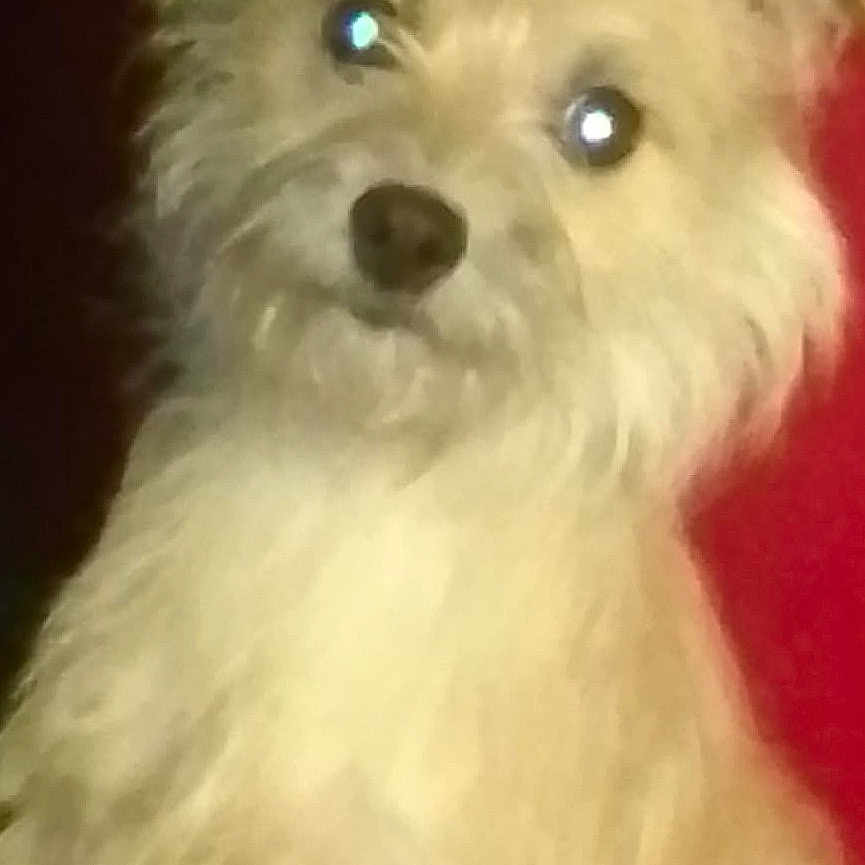 King Lance is registered to the contest to win money with this photo: animal, brown_nose, canine, close_up, cream_colored, cute, dog, fluffy, furry, glowing_eyes, indoor, long_hair, looking_at_camera, pet, portrait, puppy, red_background, sitting, soft_focus, white_fur