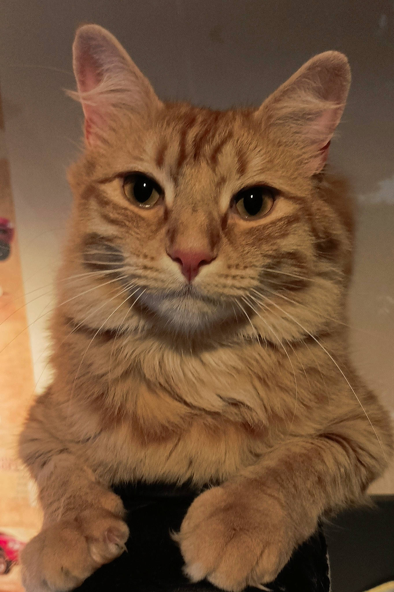 Crousty a rejoint le concours — aidez-le/la à gagner de superbes lots ! carnivore, cat, cat_supply, claw, domestic_short_haired_cat, fawn, felidae, fur, paw, pet_supply, photo_caption, small_to_medium_sized_cats, snout, tail, terrestrial_animal, whiskers, wildlife, window