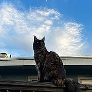 Bean is registered to the contest to win money with this photo: cat, fluffy, outdoor, sky, clouds, moon, wooden_fence, building, window, animal, pet, feline, long_tail, ears, sitting, daytime, nature, majestic, alert, fur