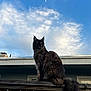 cat, fluffy, outdoor, sky, clouds, moon, wooden_fence, building, window, animal, pet, feline, long_tail, ears, sitting, daytime, nature, majestic, alert, fur