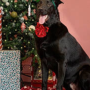 Clifford participe au concours pour gagner de l'argent avec cette photo : black_dog, christmas_lights, christmas_tree, christmas_vibes, decorated_tree, festive, festive_outfit, gift_box, happy_dog, holiday_cheer, holiday_decorations, holiday_season, indoor, ornaments, pet_portrait, pine_cones, red_bow_tie, reindeer_ears, seasonal, smiling_dog