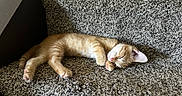 Argo is registered to the contest to win money with this photo: cat, kitten, sleeping, orange_tabby, carpet, staircase, paw, pet, animal, indoor, cozy, resting, cute, fur, whiskers, relaxation, domestic_cat, small_animal, home, texture