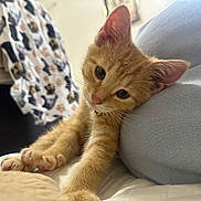 Argo joined the competition — help win amazing prizes! kitten, cat, ginger_cat, pet, cute, sleepy, stretching, paw_print, blanket, cushion, indoor, cozy, feline, animal, whiskers, ears, fur, relaxed, bed, resting