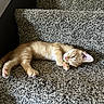Argo joined the competition — help win amazing prizes! cat, kitten, orange_tabby, carpet, staircase, pet, animal, sleepy, relaxed, paw, feline, indoor, cozy, cute, young_cat, resting, fur, whiskers, pink_paw_pads, lying_down