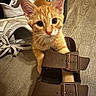 Argo joined the competition — help win amazing prizes! kitten, cat, orange_tabby, sandal, brown_sandal, shoe, sneakers, white_sneakers, floor, wooden_floor, pet, animal, playful, curious, young_cat, indoor, cute, fur, whiskers, closeup