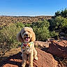 dog, bandana, smiling, tongue_out, rock, desert, sunlight, outdoor, nature, bushes, animal, pet, happy, fluffy, canine, portrait, daylight, blue_sky, scenic, landscape