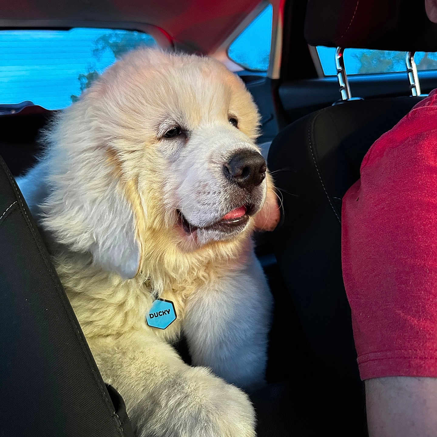 Ducky is registered to the contest to win money with this photo: animal, black_seat, car_interior, collar, cute, dog, fluffy, furry, human_arm, indoor, pet, puppy, red_shirt, relaxed, seat, sunlight, tag, tongue_out, transportation, window