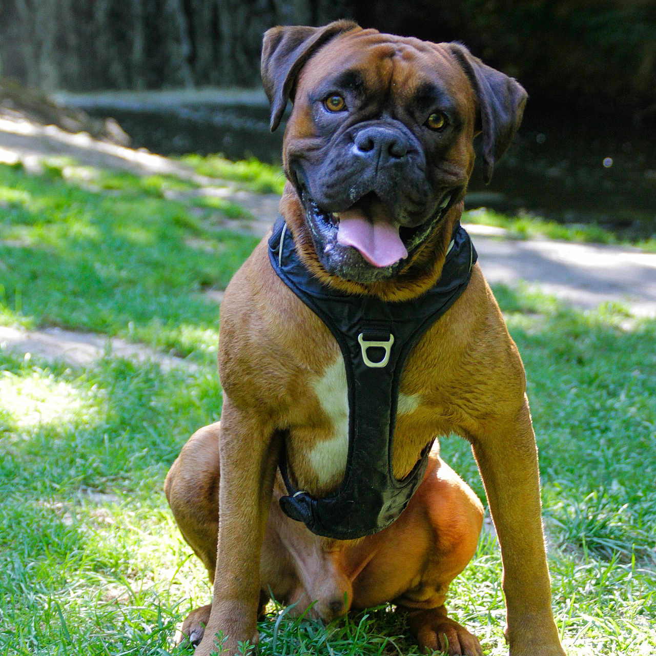 Spyke a rejoint le concours — aidez-le/la à gagner de superbes lots ! animal, bodypart, boxer, bulldog, canine, dog, frenchbulldog, grass, harness, hound, lawn, mouth, person, pet, pitbull, plant, pug, puppy, terrier, tongue