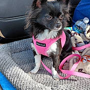 Oreo is registered to the contest to win money with this photo: dog, small_dog, black_and_white, pink_harness, pet_bed, car_interior, blanket, water_bottle, leash, seated, alert, curious, fur, ears, eyes, soft_texture, fabric, seat, resting, indoor