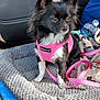 dog, small_dog, black_and_white, pink_harness, pet_bed, car_interior, blanket, water_bottle, leash, seated, alert, curious, fur, ears, eyes, soft_texture, fabric, seat, resting, indoor