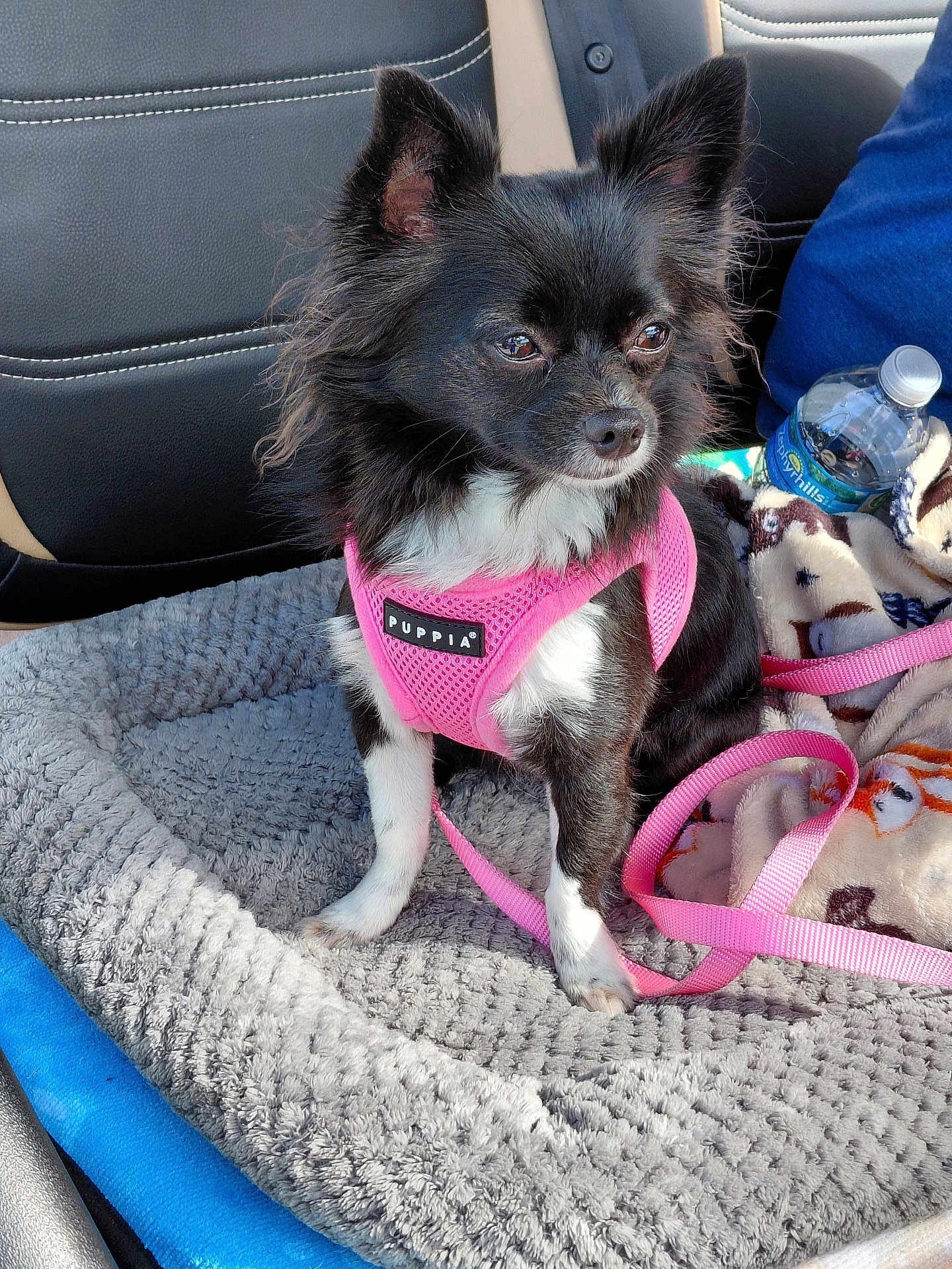 Oreo