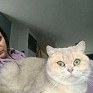 Ava a rejoint le concours — aidez-le/la à gagner de superbes lots ! cat, indoor, person, furniture, fur, pet, animal, whiskers, green_eyes, relaxing, cozy, purple_clothing, face, home, curious, light, soft_fur, mammal, companion, resting
