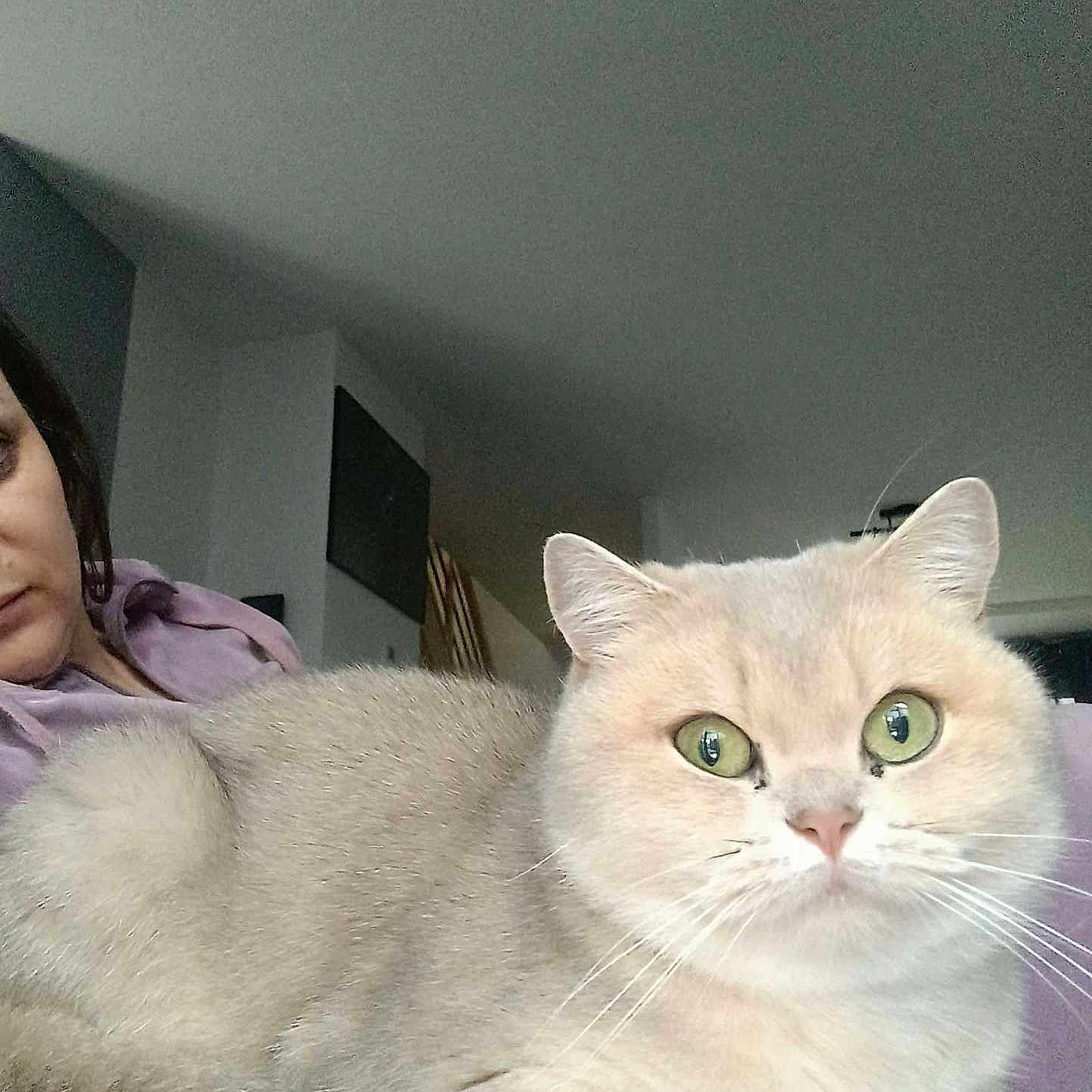 Ava a rejoint le concours — aidez-le/la à gagner de superbes lots ! animal, cat, companion, cozy, curious, face, fur, furniture, green_eyes, home, indoor, light, mammal, person, pet, purple_clothing, relaxing, resting, soft_fur, whiskers