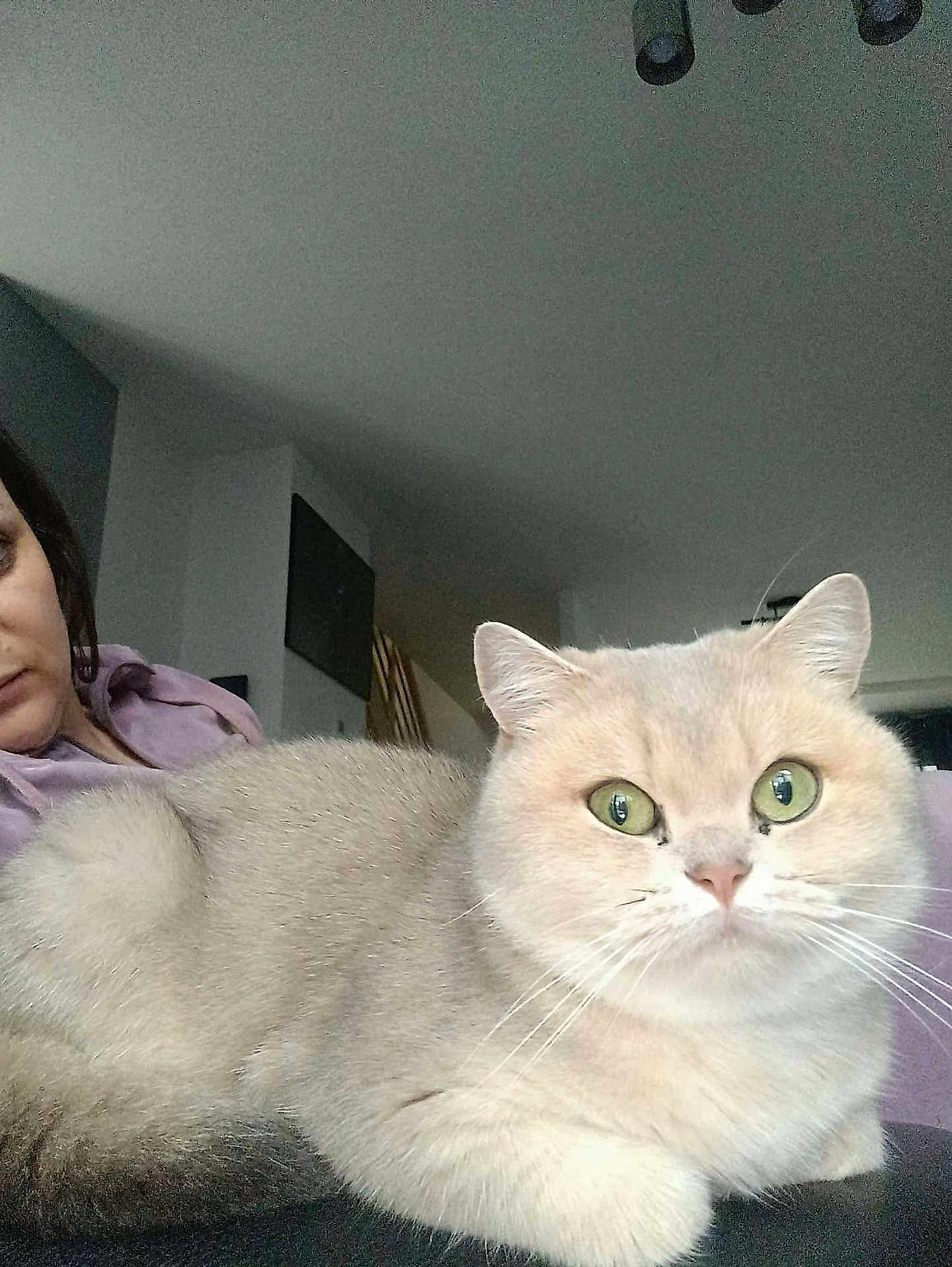 Ava a rejoint le concours — aidez-le/la à gagner de superbes lots ! cat, indoor, person, furniture, fur, pet, animal, whiskers, green_eyes, relaxing, cozy, purple_clothing, face, home, curious, light, soft_fur, mammal, companion, resting