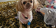 Sugar joined the competition — help win amazing prizes! animal, bedroom, blanket, bow, cute, decor, dog, fur, indoor, leopard_print, looking, pet_collar, pink, sitting, small_dog, stuffed_bear, stuffed_bunny, topknot, toy, white_shirt