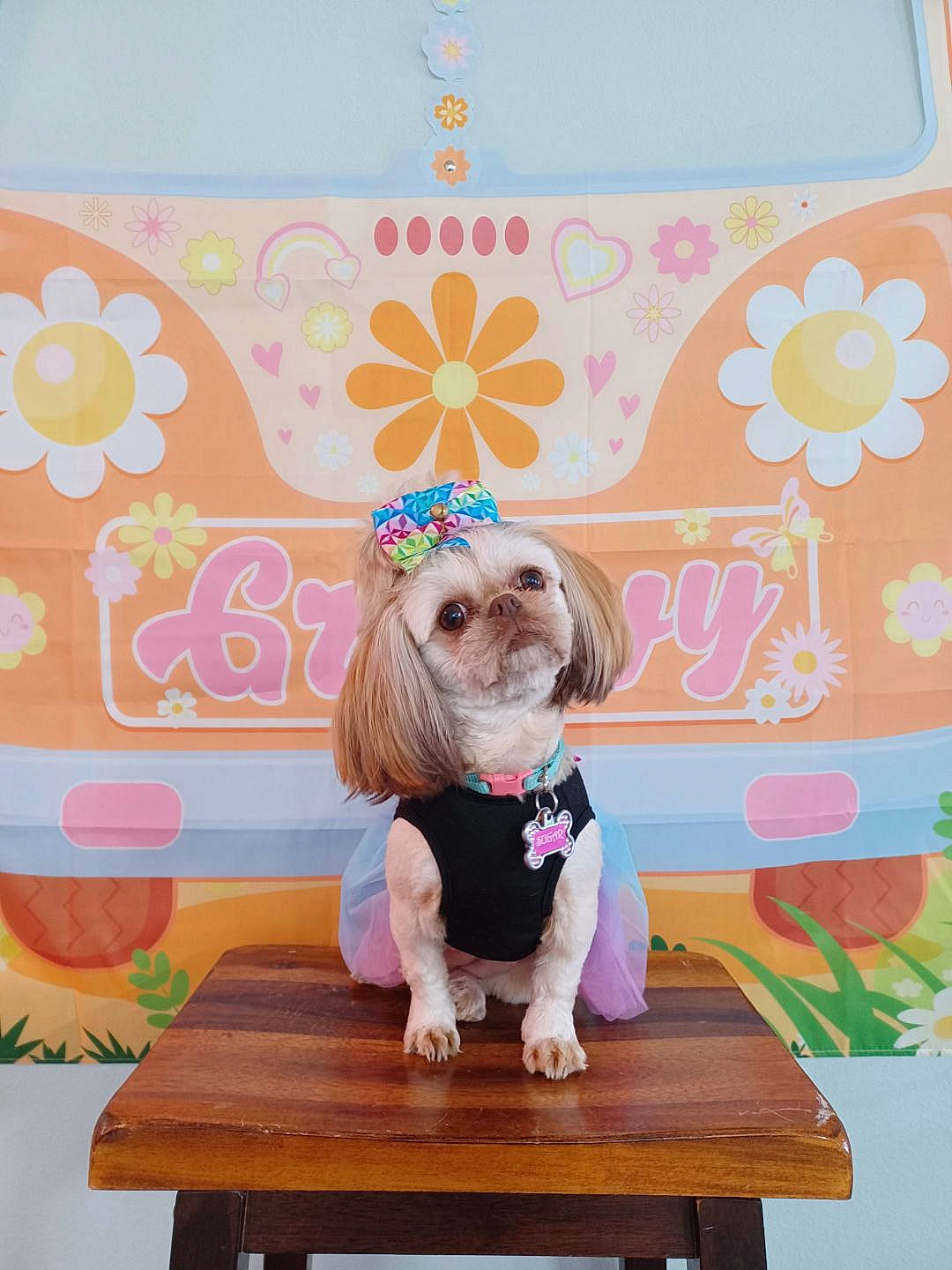 Sugar joined the competition — help win amazing prizes! carnivore, chair, companion_dog, dog, dog_breed, dog_clothes, dog_supply, fawn, font, happy, hardwood, party_supply, pattern, peach, pink, plant, room, table, toy_dog, wood