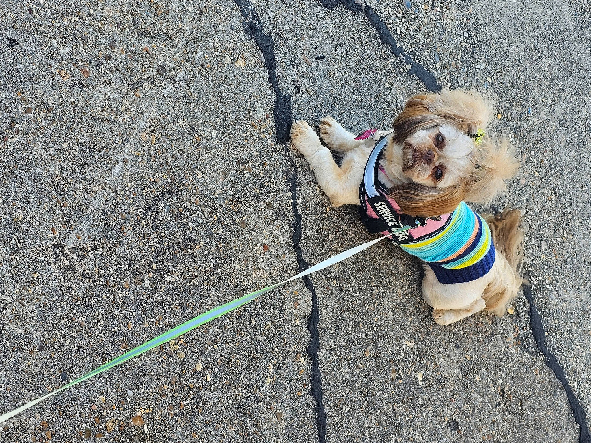 Sugar is registered to the contest to win money with this photo: canidae, carnivore, collar, companion_dog, dog, dog_breed, dog_clothes, dog_collar, dog_supply, eyewear, fashion_accessory, fawn, leash, pet_supply, recreation, road_surface, sidewalk, snout, sporting_group, toy_dog