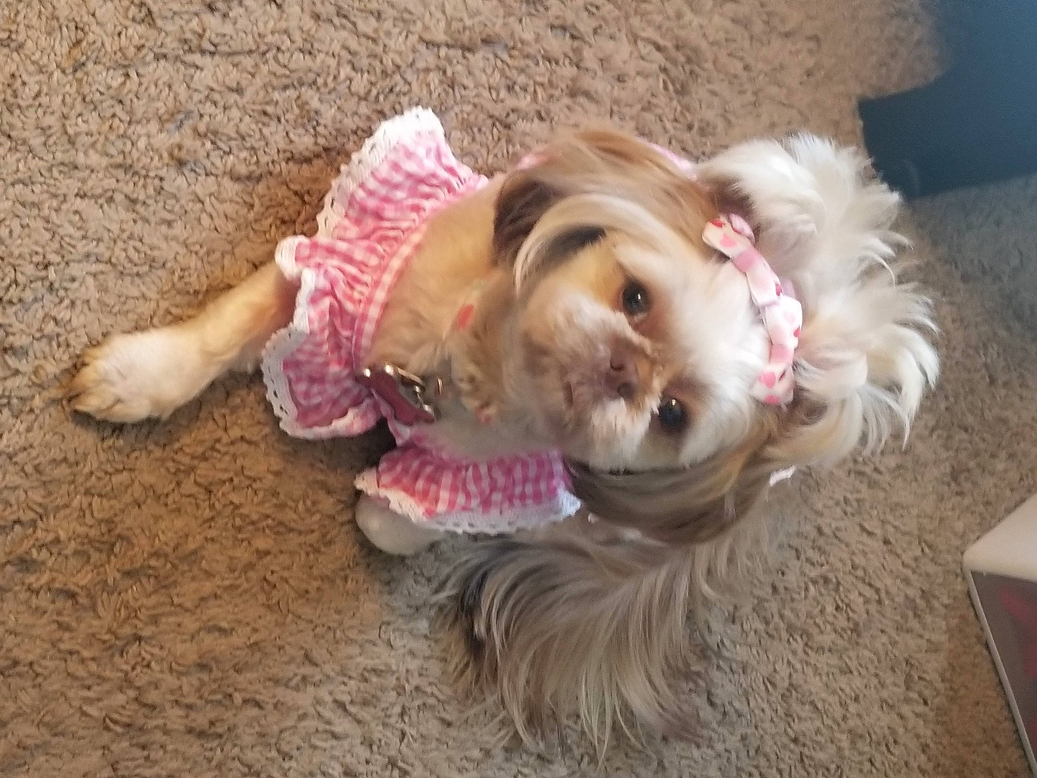 Sugar joined the competition — help win amazing prizes! canidae, carnivore, companion_dog, dog, dog_breed, dog_clothes, dog_supply, fashion_accessory, fawn, flooring, fur, liver, pet_supply, pink, small_terrier, smile, sporting_group, toy, toy_dog, working_animal