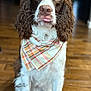 Spencer joined the competition — help win amazing prizes! attentive, bandana, blurred_background, brown_and_white, canine, companion, curly_ears, cute, dog, domestic_animal, friendly, fur, indoor, living_room, pet, plaid, portrait, sitting, tongue_out, wooden_floor