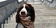 Spencer is registered to the contest to win money with this photo: animal, blue_sky, brown_and_white, building, canine, columns, cute, daytime, dog, friendly, leash, outdoor, pet, plaid_bandana, plaid_harness, portrait, sitting, stairs, stone, sunny