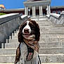 animal, blue_sky, brown_and_white, building, canine, columns, cute, daytime, dog, friendly, leash, outdoor, pet, plaid_bandana, plaid_harness, portrait, sitting, stairs, stone, sunny