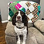 Spencer is registered to the contest to win money with this photo: armchair, brown, closeup, collar, cozy, curly_fur, decor, dog, expression, feather, furniture, hat, house, indoor, pet, portrait, quilt, seated, white, wooden_floor