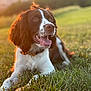 animal, brown, canine, collar, dog, ears, fur, grass, happy, muzzle, nature, outdoor, pet, playful, relaxed, summer, sunlight, sunset, tongue, white
