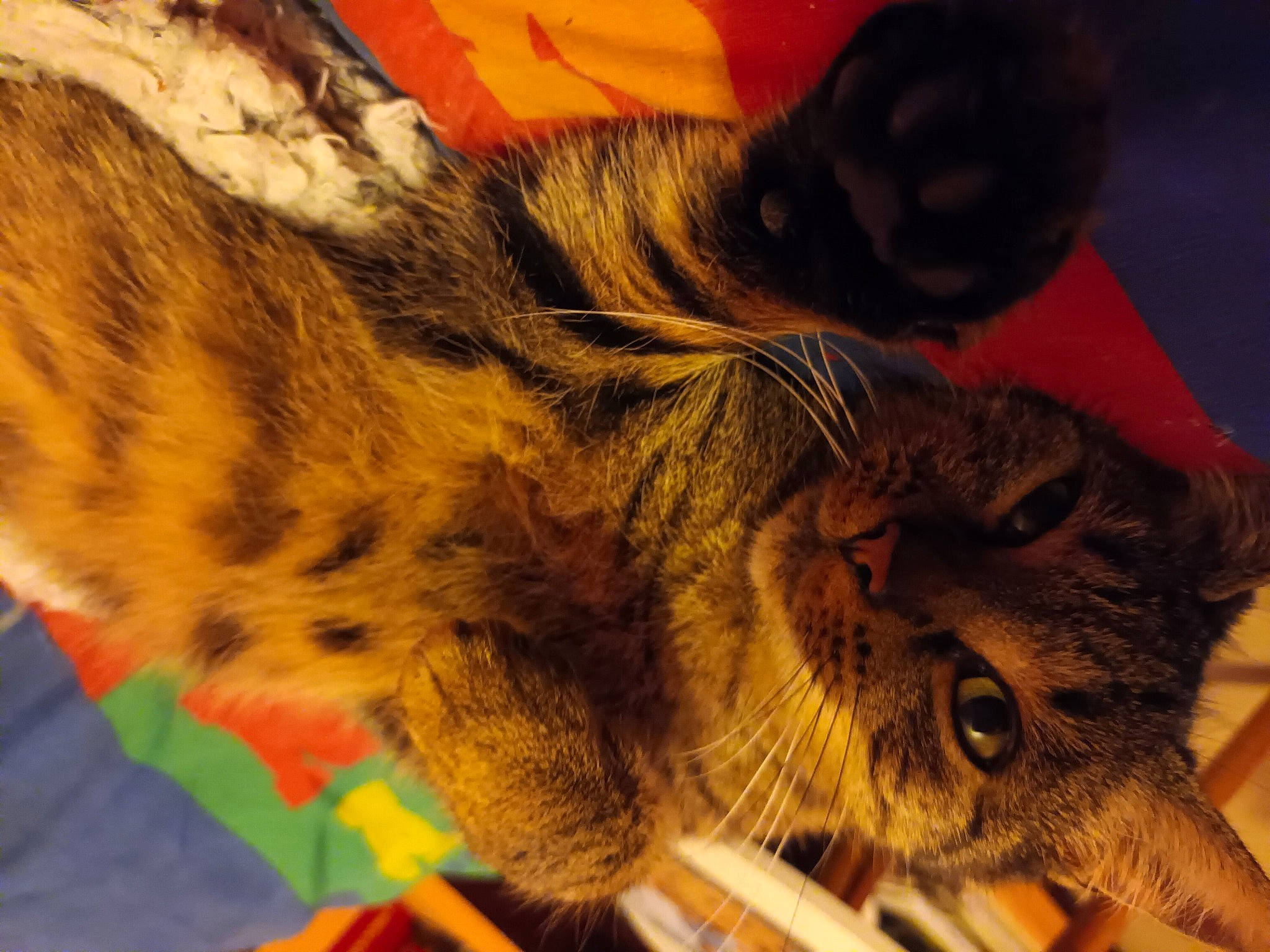 Akita participe au concours pour gagner de l'argent avec cette photo : carnivore, cat, claw, comfort, domestic_short_haired_cat, felidae, fur, human_leg, pattern, paw, small_to_medium_sized_cats, snout, tail, terrestrial_animal, whiskers, wildlife, wing, wood