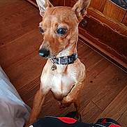 Maurice participe au concours pour gagner de l'argent avec cette photo : dog, small_dog, brown_dog, pointy_ears, upright_sitting, collar, bell, pet, animal, canine, short_hair, large_eyes, black_nose, white_chest, indoor, wooden_floor, wooden_furniture, portrait, closeup, cute