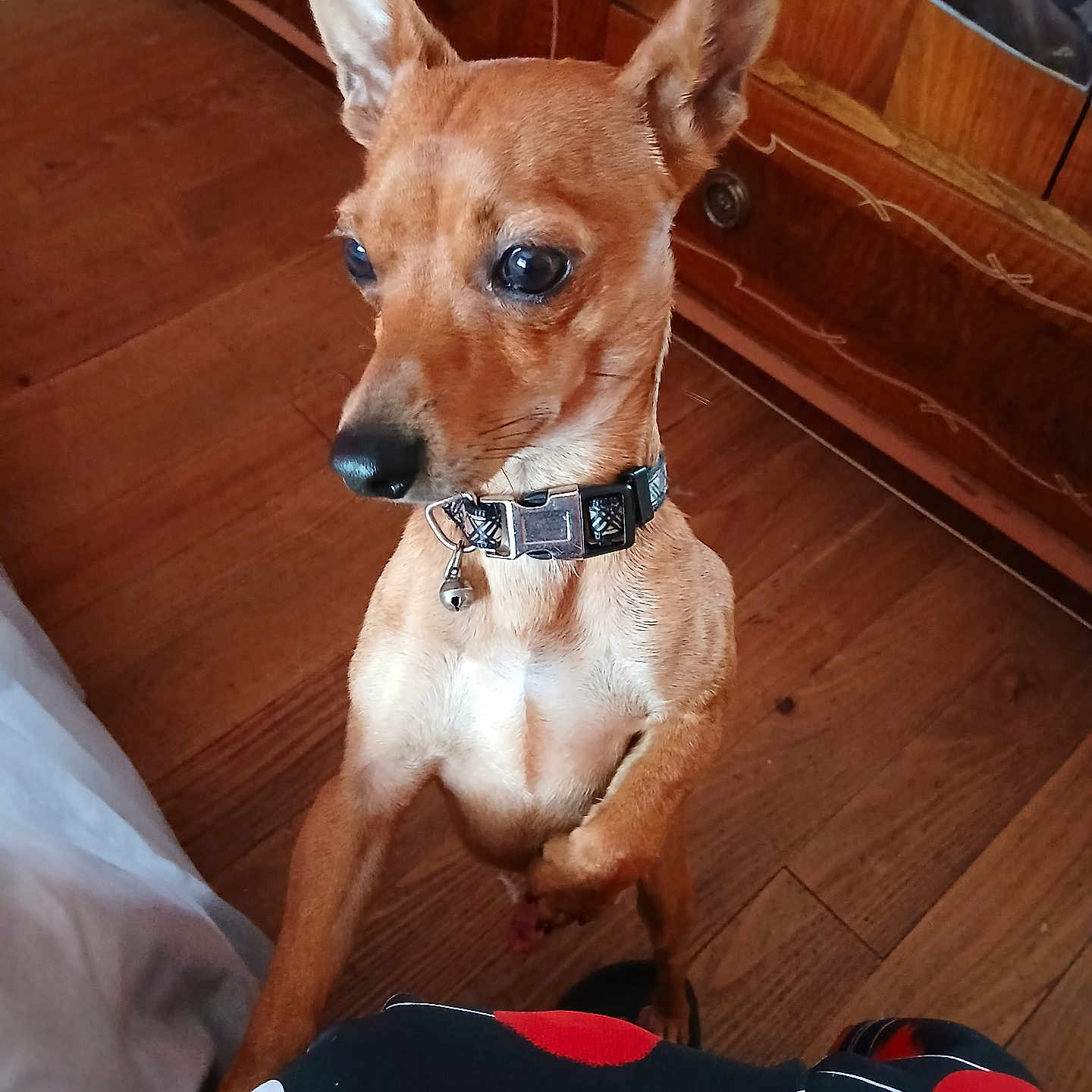 Maurice participe au concours pour gagner de l'argent avec cette photo : dog, small_dog, brown_dog, pointy_ears, upright_sitting, collar, bell, pet, animal, canine, short_hair, large_eyes, black_nose, white_chest, indoor, wooden_floor, wooden_furniture, portrait, closeup, cute
