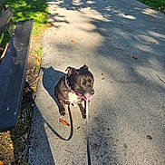 Lockheart joined the competition — help win amazing prizes! autumn, bench, black_dog, collar, daytime, dog, grass, happy, leash, leaves, nature, outdoor, park, path, pet, shadow, sitting, sunlight, tongue_out, walking